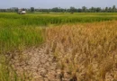 Gıda Fiyatlarında El Niño Kaygıları